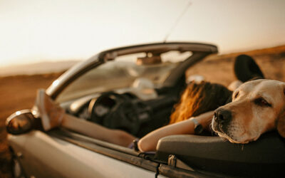 Auto loan special dog