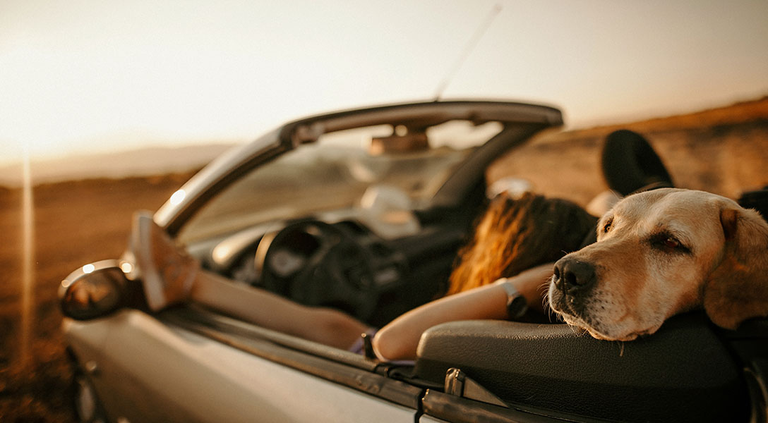 Auto loan special dog